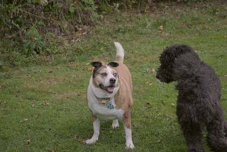 20250913_Dog Park__DSC0116_.jpg