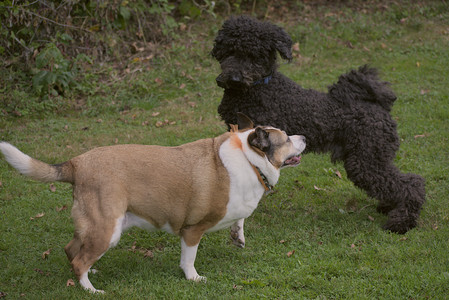 20250913_Dog Park__DSC0117_.jpg