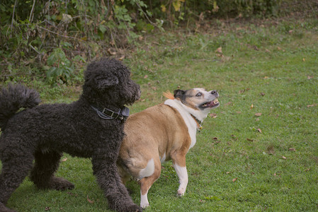 20250913_Dog Park__DSC0118_.jpg