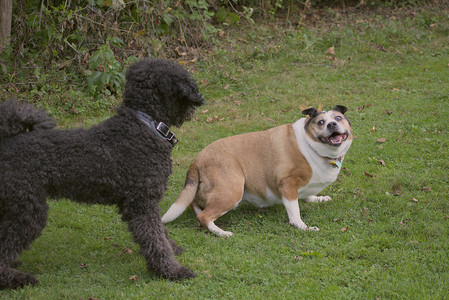 20250913_Dog Park__DSC0119_.jpg