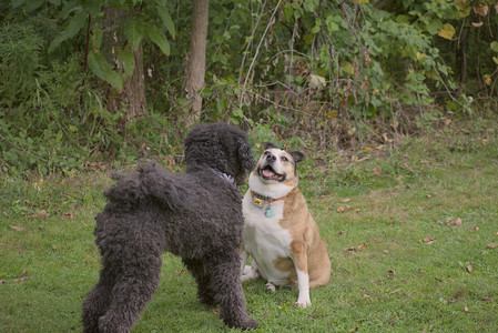 20250913_Dog Park__DSC0121_.jpg