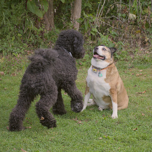 20250913_Dog Park__DSC0122_.jpg