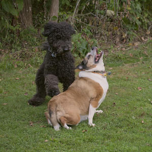 20250913_Dog Park__DSC0125_.jpg