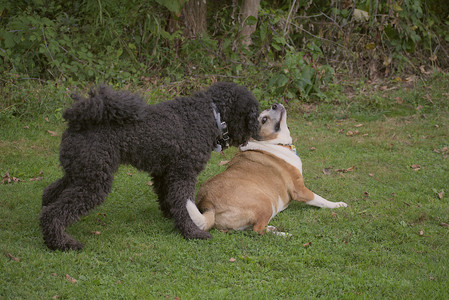 20250913_Dog Park__DSC0128_.jpg