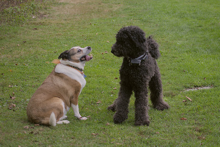 20250913_Dog Park__DSC0130_.jpg
