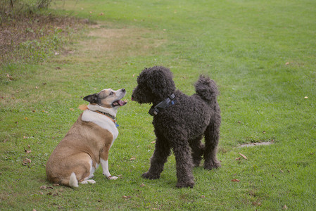 20250913_Dog Park__DSC0131_.jpg