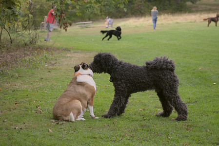 20250913_Dog Park__DSC0132_.jpg