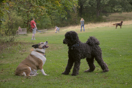 20250913_Dog Park__DSC0133_.jpg