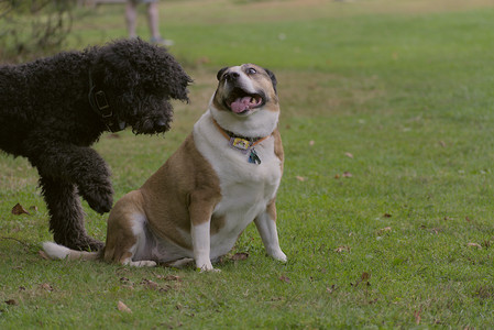 20250913_Dog Park__DSC0136_.jpg