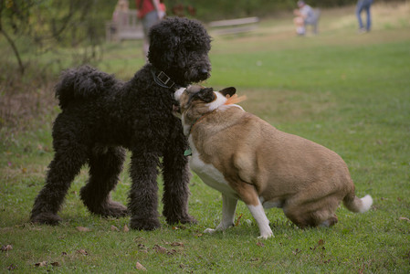 20250913_Dog Park__DSC0137_.jpg