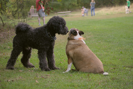 20250913_Dog Park__DSC0138_.jpg