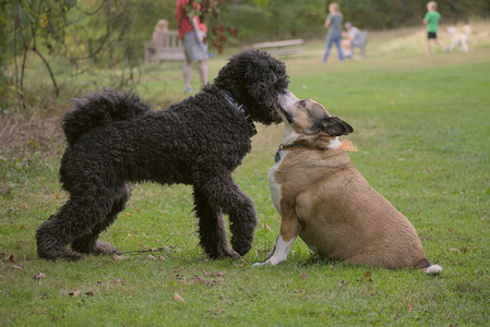 20250913_Dog Park__DSC0141_.jpg