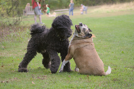 20250913_Dog Park__DSC0143_.jpg