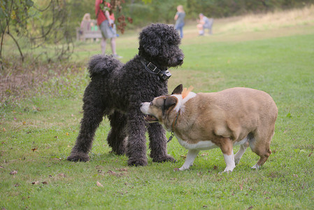 20250913_Dog Park__DSC0144_.jpg