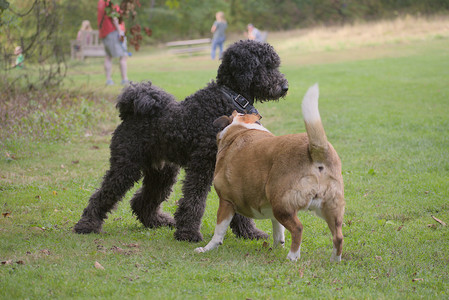 20250913_Dog Park__DSC0145_.jpg