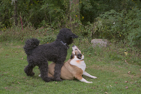 20250913_Dog Park__DSC0146_.jpg