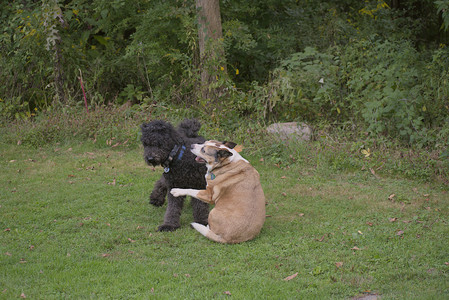 20250913_Dog Park__DSC0148_.jpg