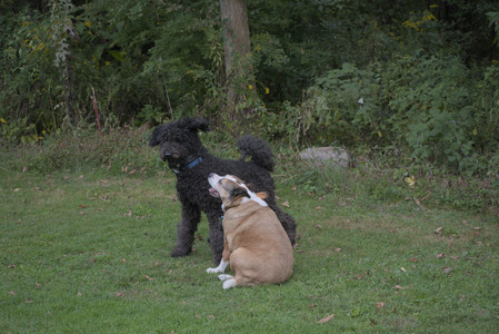 20250913_Dog Park__DSC0149_.jpg