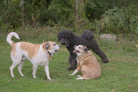 20250913_Dog Park__DSC0152_.jpg