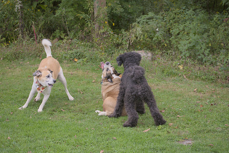 20250913_Dog Park__DSC0154_.jpg