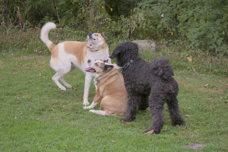 20250913_Dog Park__DSC0155_.jpg
