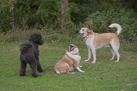 20250913_Dog Park__DSC0160_.jpg