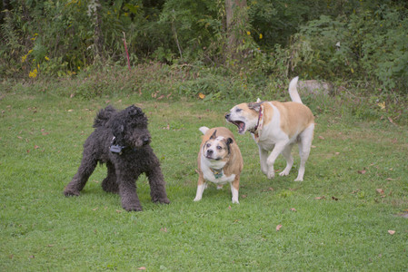 20250913_Dog Park__DSC0162_.jpg