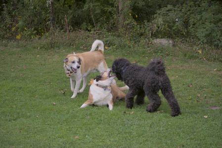 20250913_Dog Park__DSC0165_.jpg