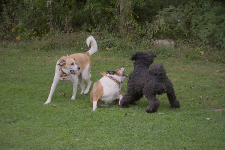 20250913_Dog Park__DSC0166_.jpg