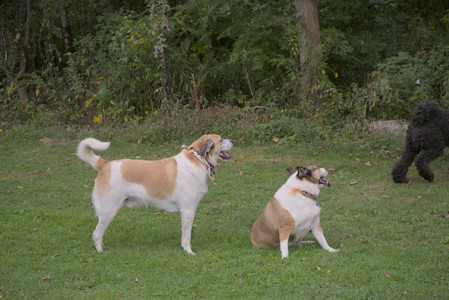 20250913_Dog Park__DSC0170_.jpg