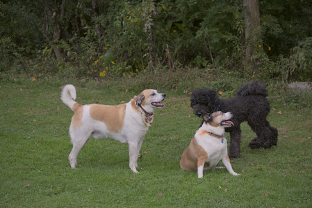 20250913_Dog Park__DSC0174_.jpg