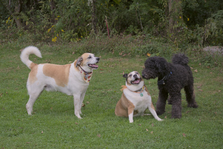 20250913_Dog Park__DSC0180_.jpg