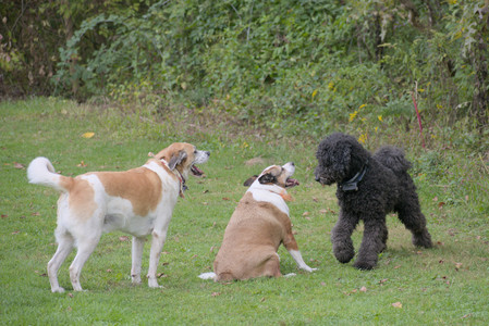 20250913_Dog Park__DSC0193_.jpg
