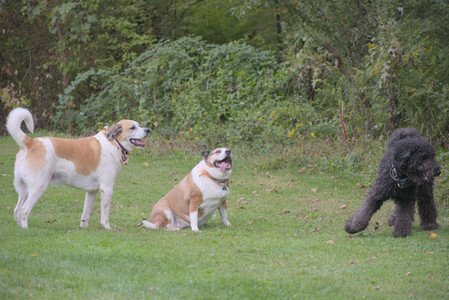 20250913_Dog Park__DSC0194_.jpg