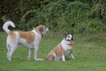 20250913_Dog Park__DSC0196_.jpg