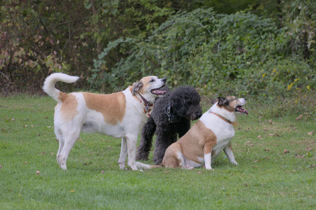 20250913_Dog Park__DSC0198_.jpg