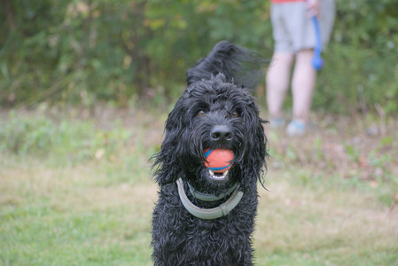20250913_Dog Park__DSC0204_.jpg
