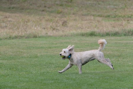 20250913_Dog Park__DSC0207_.jpg