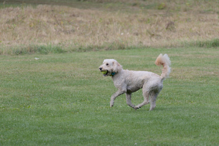20250913_Dog Park__DSC0208_.jpg