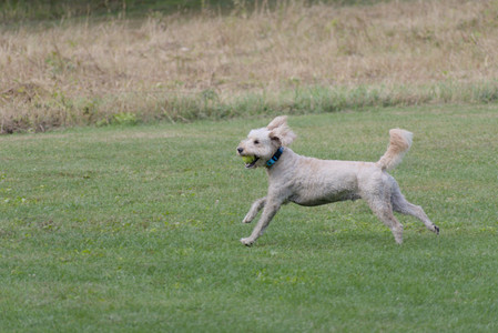 20250913_Dog Park__DSC0210_.jpg