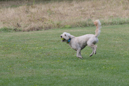 20250913_Dog Park__DSC0211_.jpg