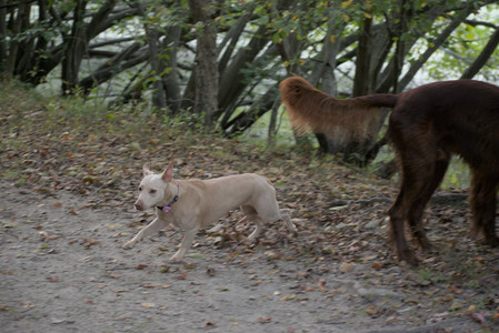 20250913_Dog Park__DSC0217_.jpg