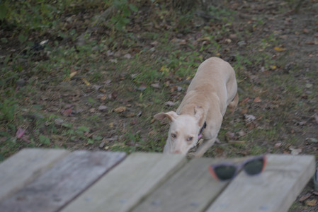 20250913_Dog Park__DSC0219_.jpg