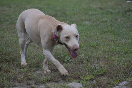20250913_Dog Park__DSC0221_.jpg