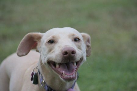 20250913_Dog Park__DSC0225_.jpg