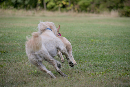 20250913_Dog Park__DSC0228_.jpg