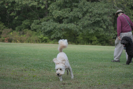 20250913_Dog Park__DSC0242_.jpg