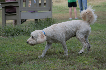 20250913_Dog Park__DSC0250_.jpg