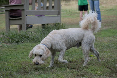 20250913_Dog Park__DSC0251_.jpg