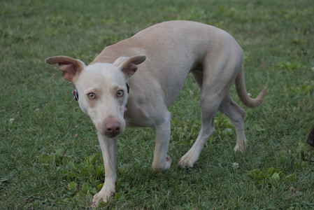 20250913_Dog Park__DSC0258_.jpg
